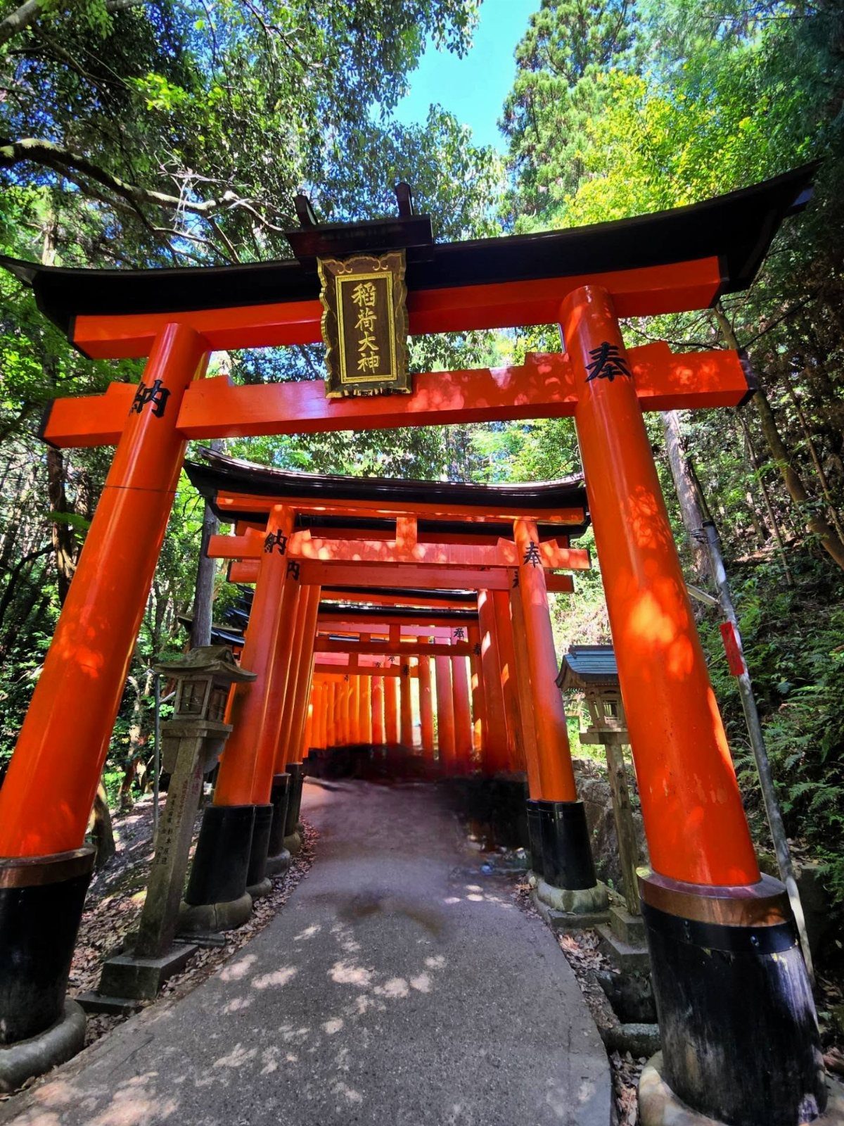 Vermillion torii gates forming a tunnel path through a green forest in Japan.