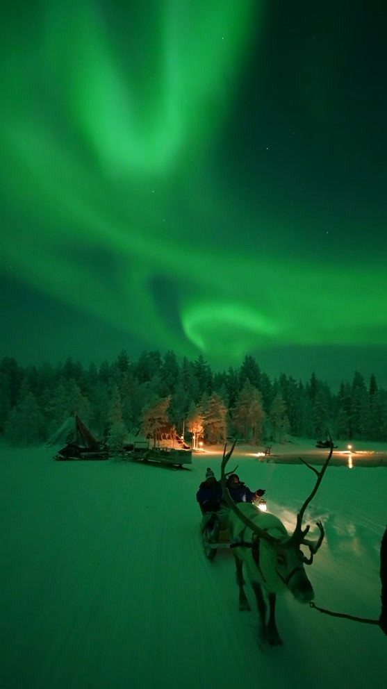 Reindeer pulling a sleigh under a bright green aurora borealis in snowy woods