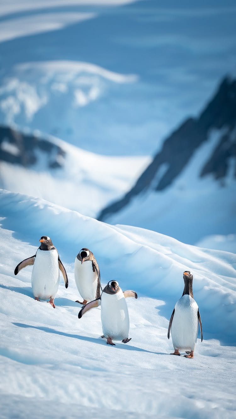 Four penguins walking across a snowy landscape with blurred mountains in the background.
