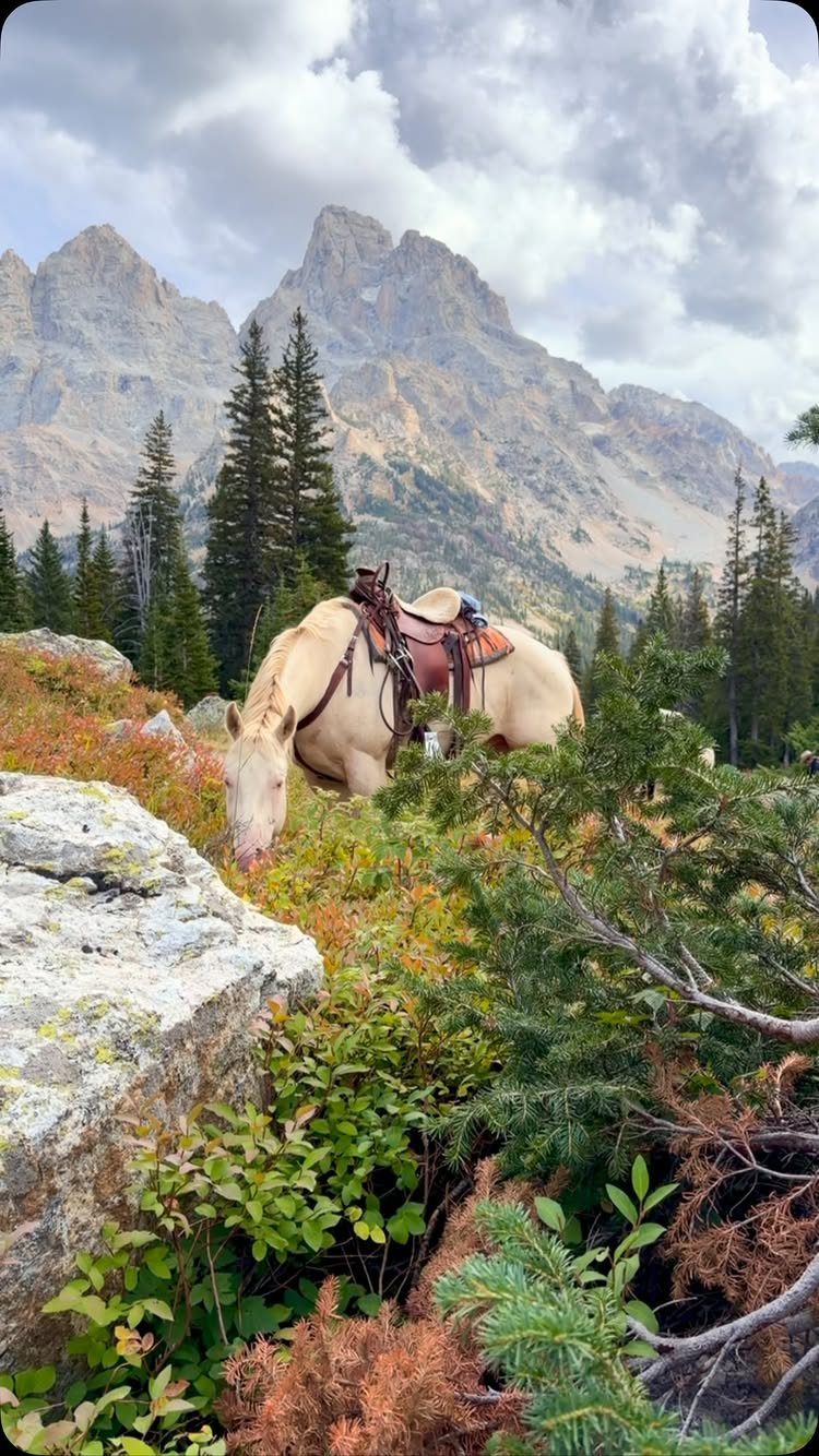 Saddled white horse grazing in a meadow with rugged mountain peaks in background