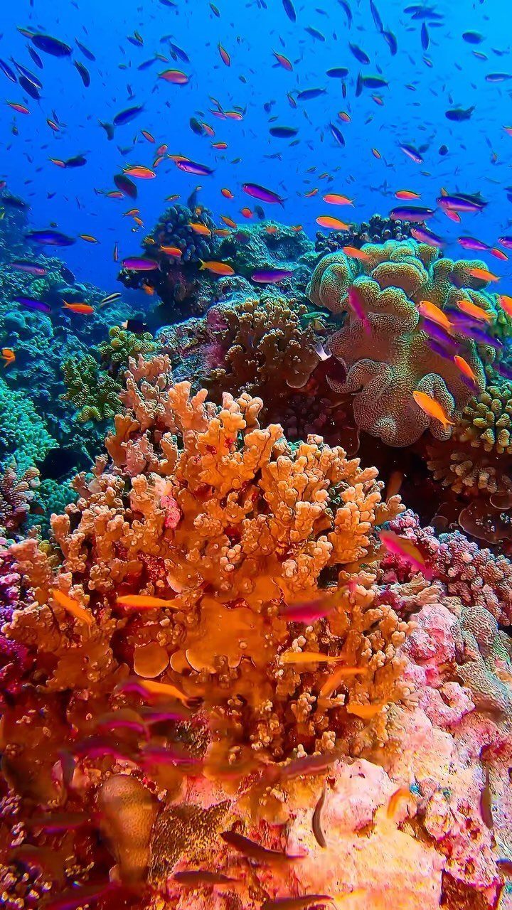 Colorful coral reef with small orange and pink fish in deep blue water