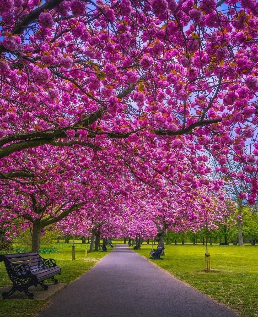 28 Beautiful Places to Travel Around the World 25 Cherry blossom trees with pink flowers lining a paved path in a park.