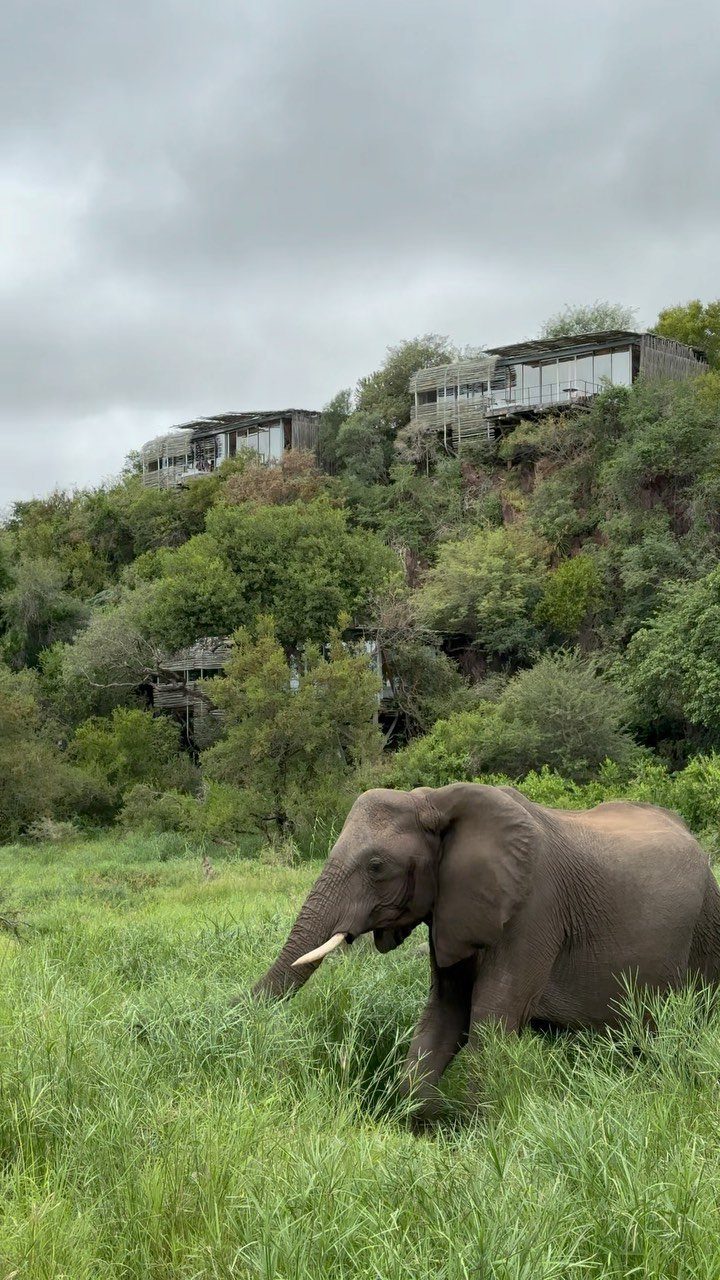 28 Beautiful Places to Travel Around the World 1 African elephant walking through green grass with luxury lodges on a hillside background