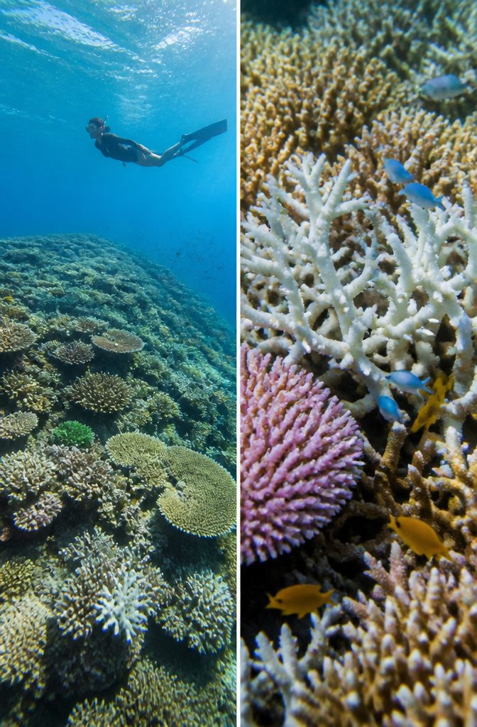 A vibrant view of the Great Barrier Reef in Australia.