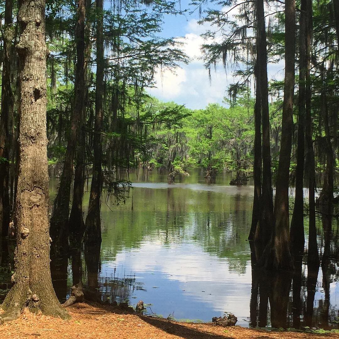Bucket List Travel Destinations in the USA: 33 Ideas 7 Cypress trees with Spanish moss reflecting in the still waters of a swamp.