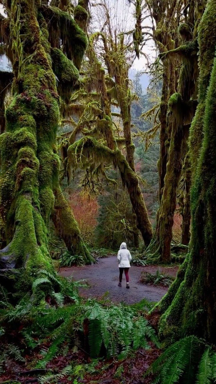 Bucket List Travel Destinations in the USA: 33 Ideas 28 Person walking through a lush forest with moss-covered trees and green ferns.