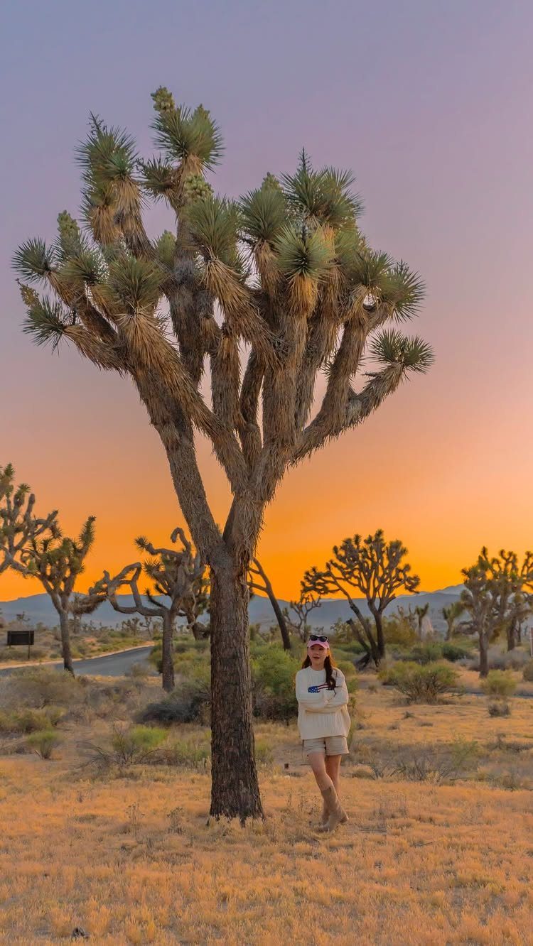 Bucket List Travel Destinations in the USA: 33 Ideas 19 Woman standing next to a large Joshua tree in a desert at sunset.