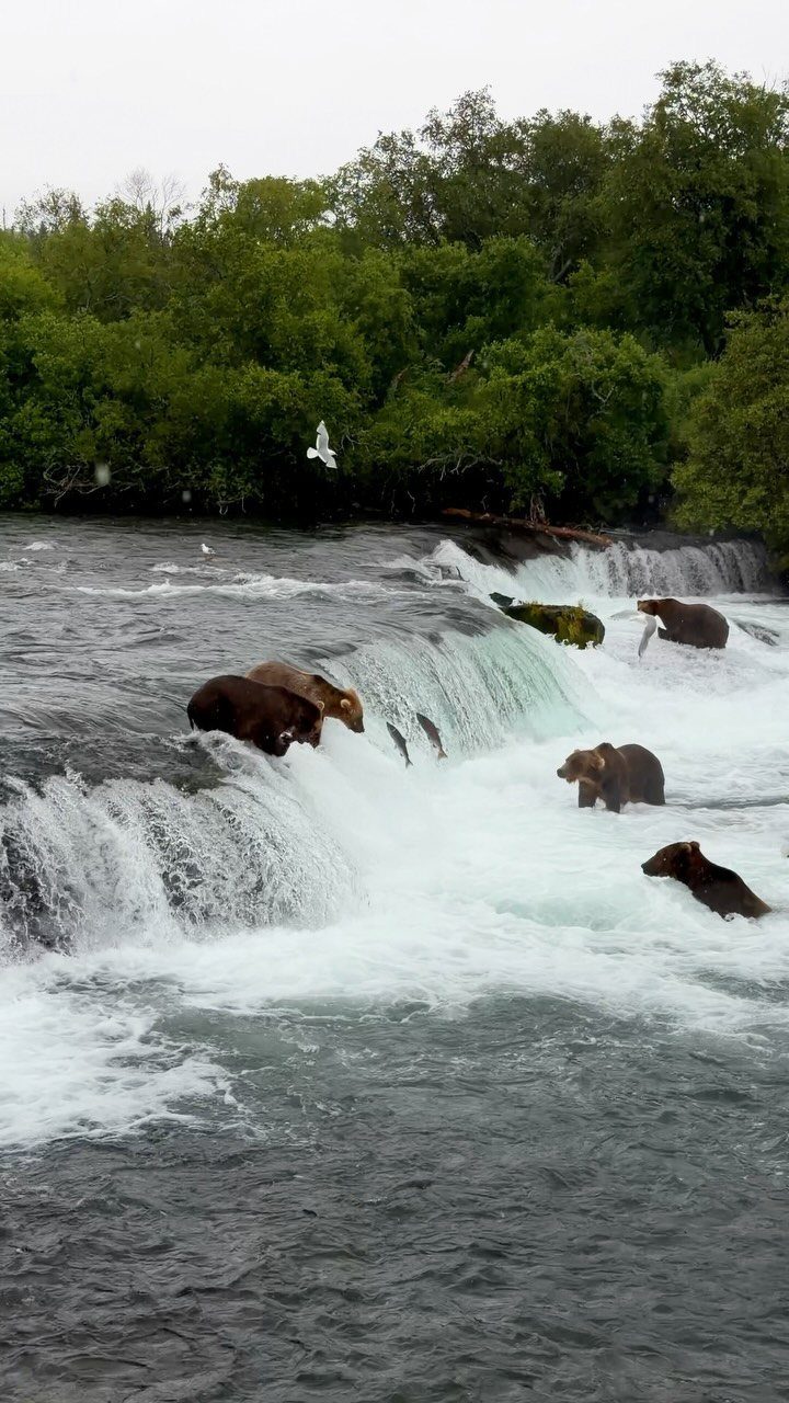 Bucket List Travel Destinations in the USA: 33 Ideas 23 Brown bears fishing in a rushing river with white water rapids and greenery.