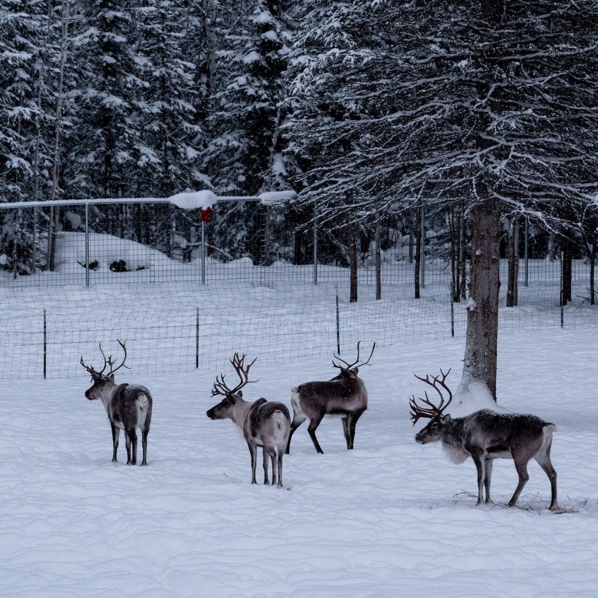14 Christmas Places to Visit for Holiday Lights and Markets 11 Four reindeer standing in a snowy field surrounded by snow-covered evergreen trees.