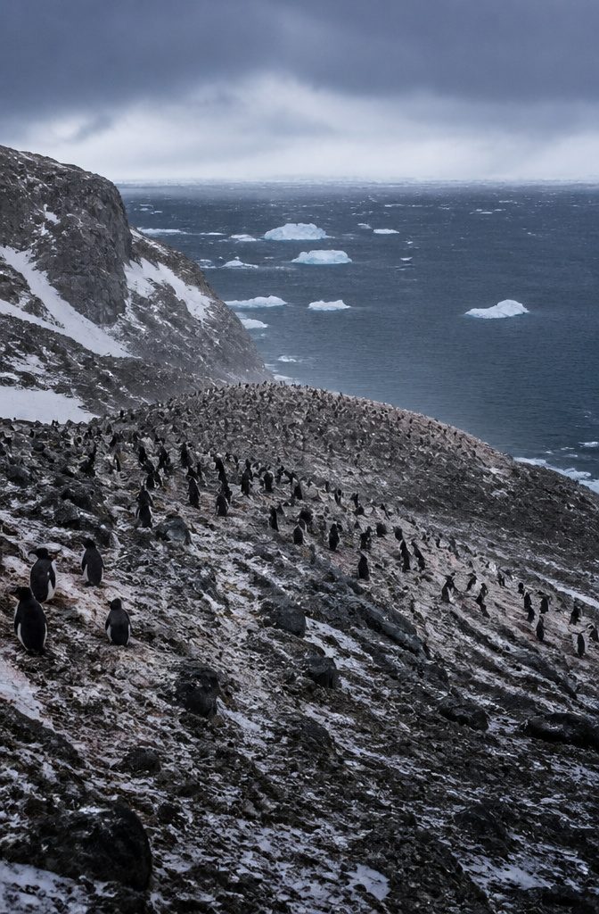 Chinstrap penguins in a colony on volcanic rock in Antarctica.