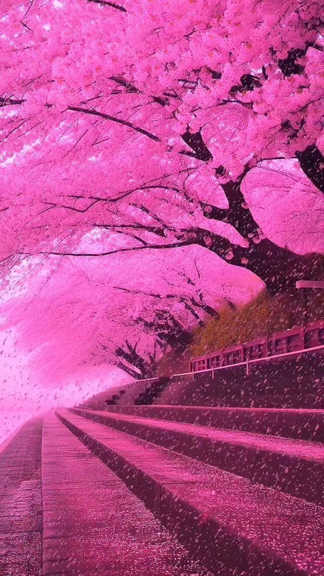 Pink cherry blossom trees forming a canopy over a paved walkway with steps.