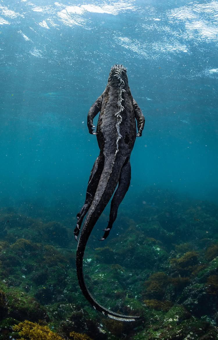 Marine iguana swimming vertically in clear blue ocean water over a rocky seabed.