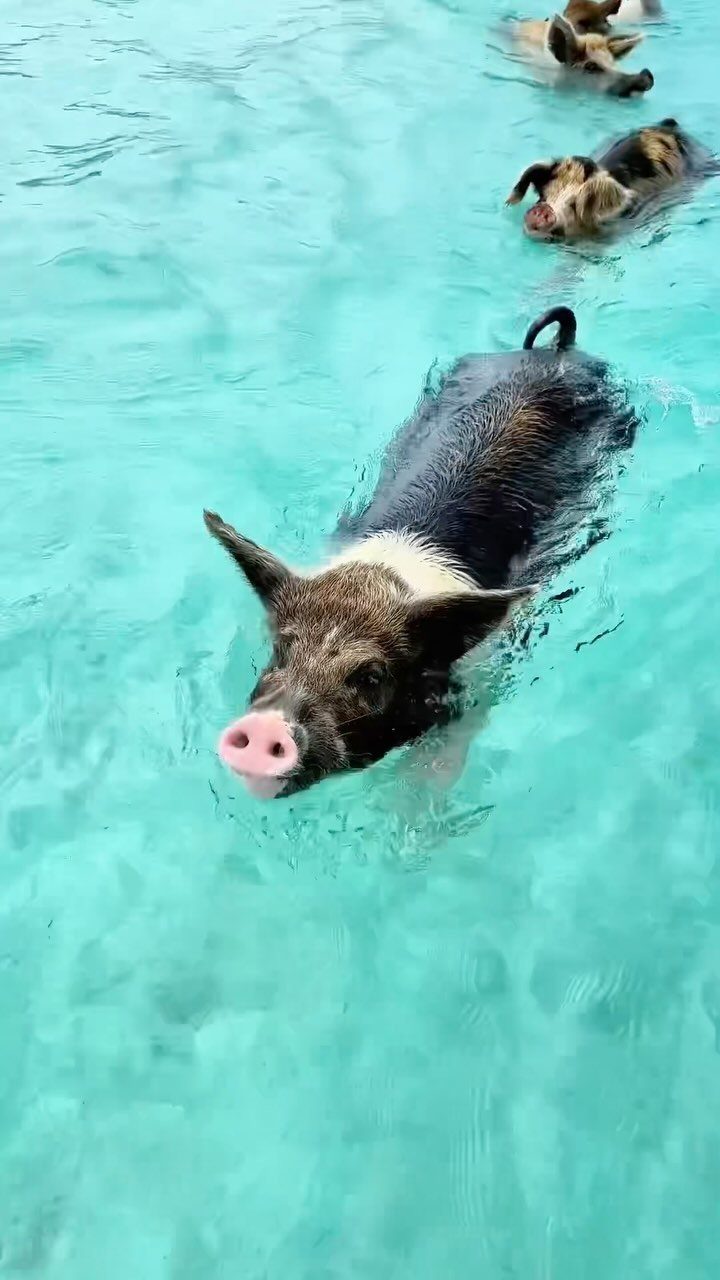 Pigs swimming in clear turquoise ocean water with one pig in the foreground.