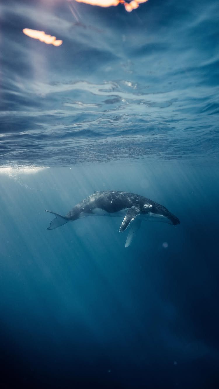 Humpback whale swimming in deep blue ocean water with sunlight rays filtering down.