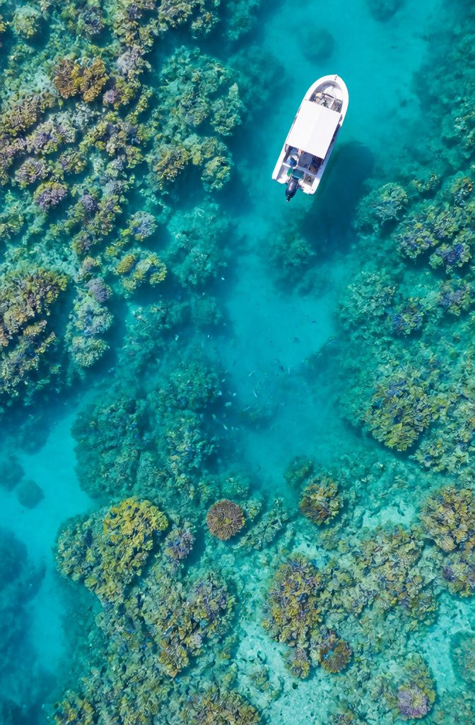 Vibrant coral formations and tropical fish in the Great Barrier Reef.