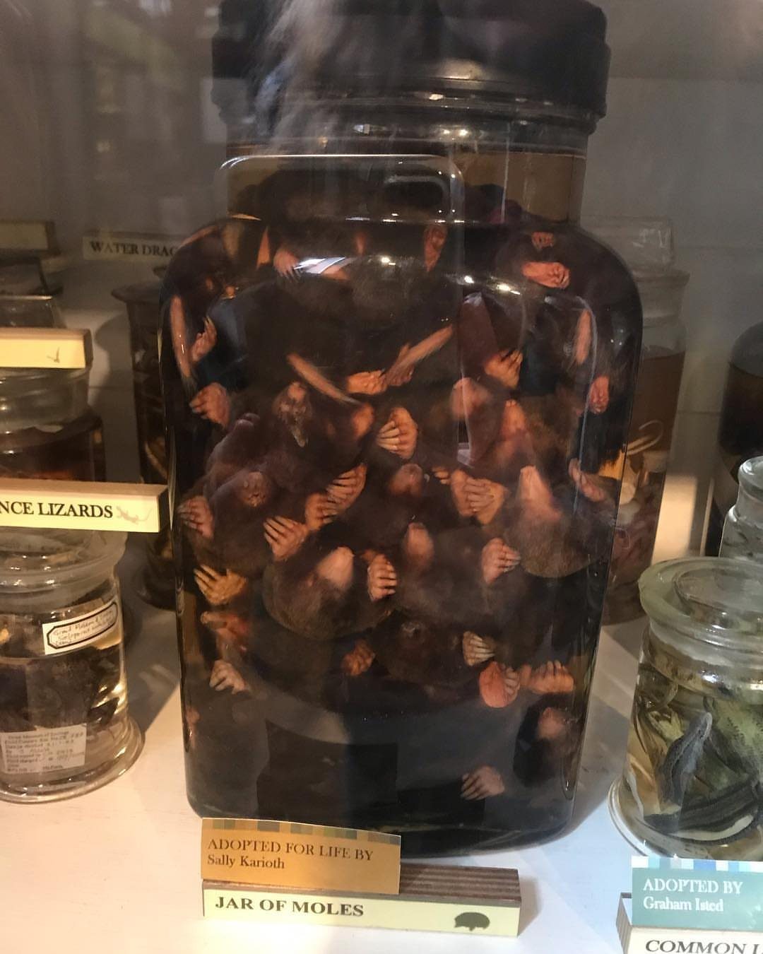 Large glass jar filled with preserved moles on a museum display shelf