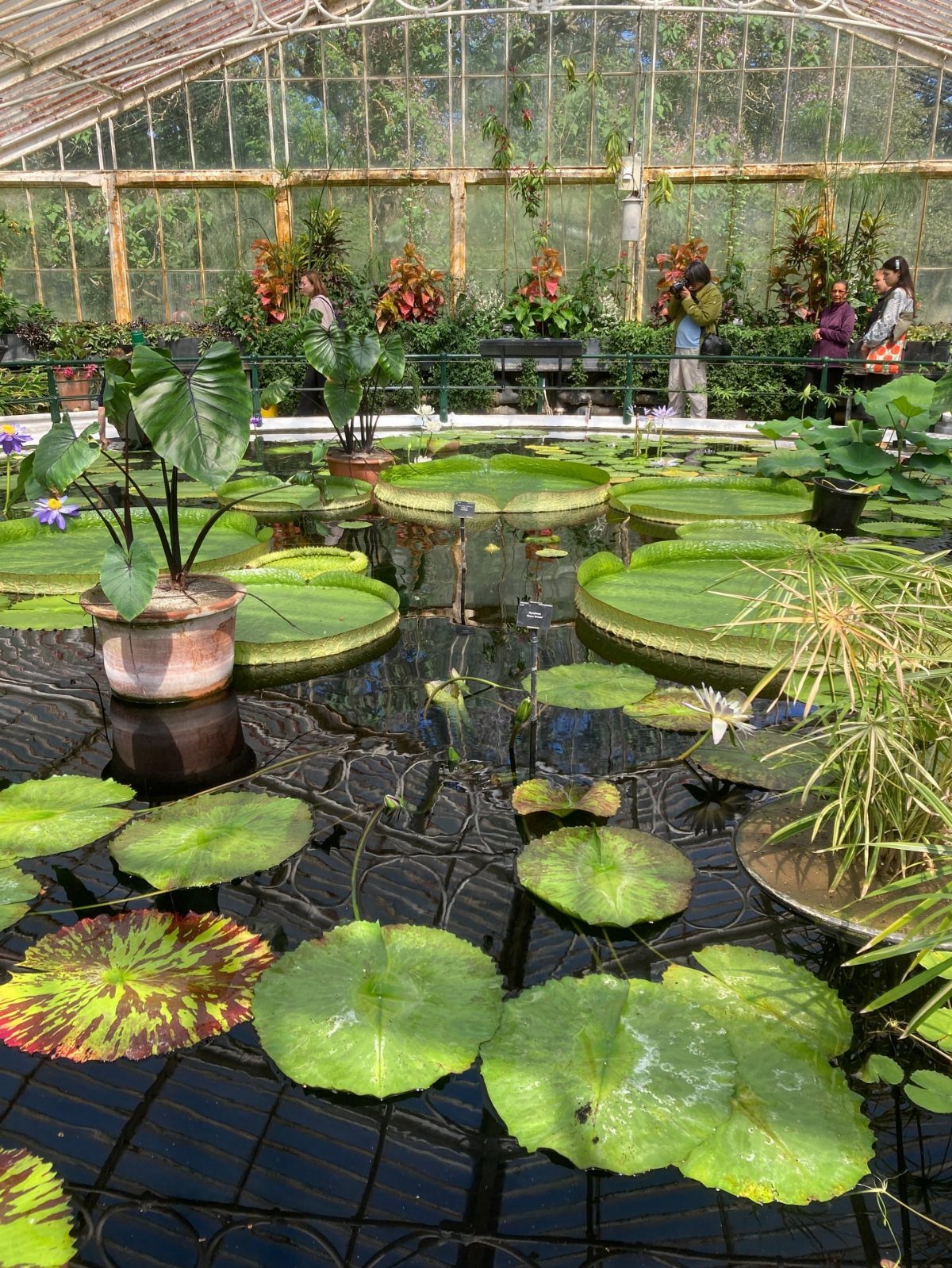 Giant lily pads in a pond inside a glass botanical garden greenhouse.