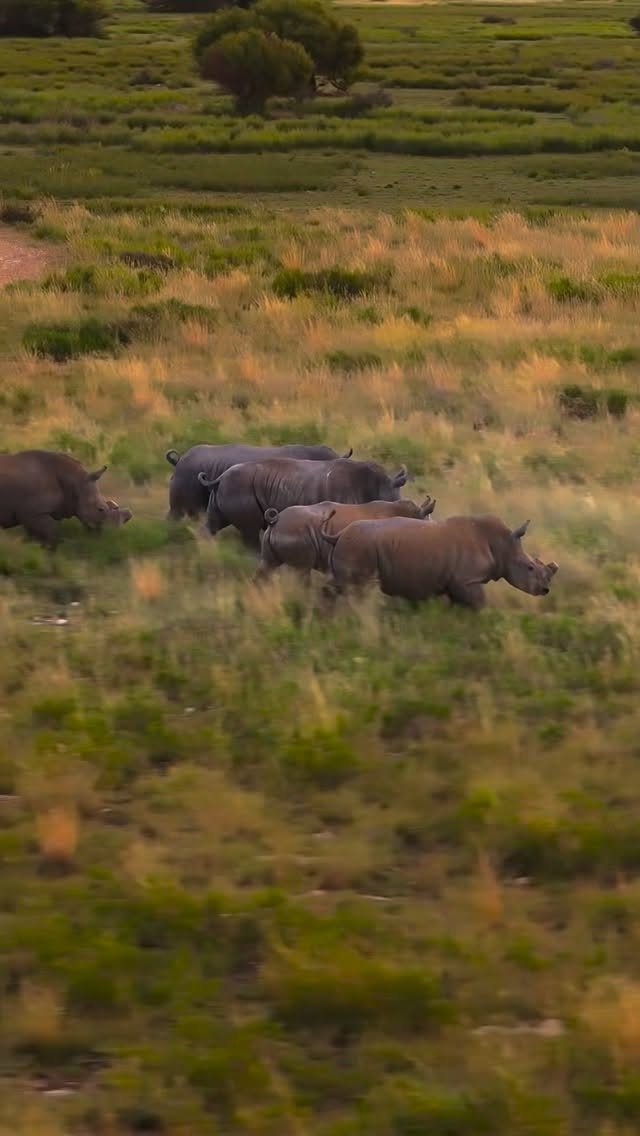 Rhinoceroses walking through a vast, golden and green grassy savanna landscape.