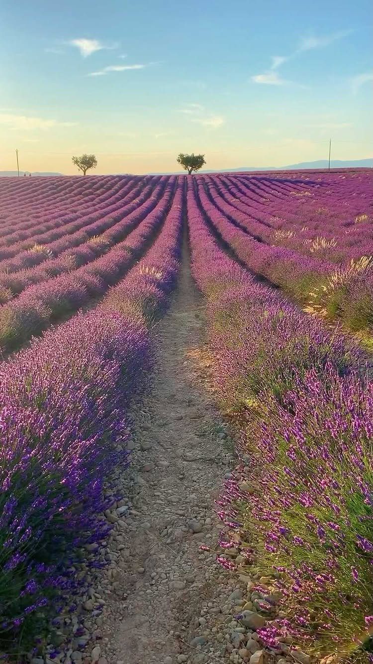 Purple lavender rows leading toward a horizon with two distant green trees.