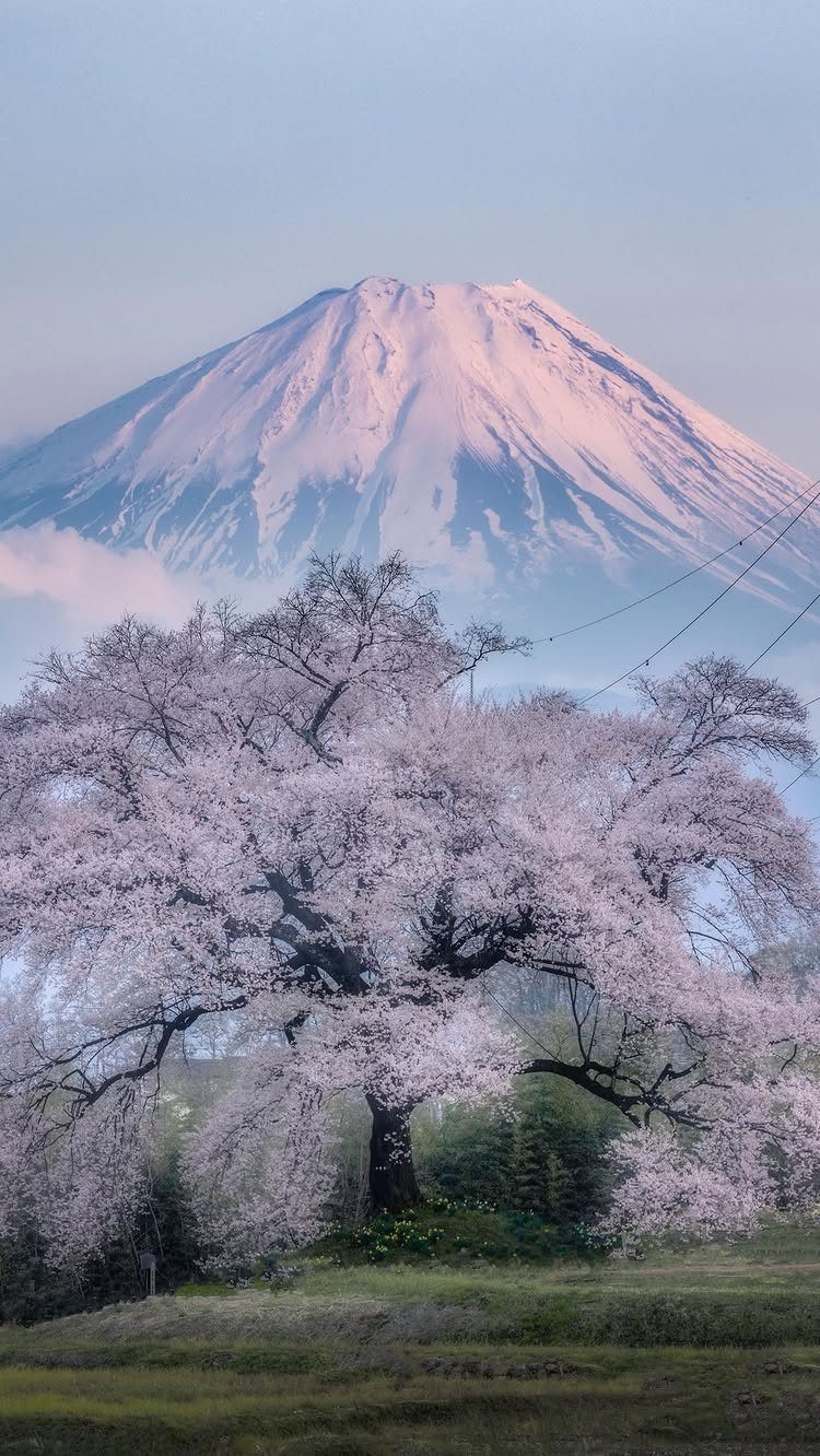 Snow-capped Mount Fuji rising behind a blooming pink cherry blossom tree in Japan