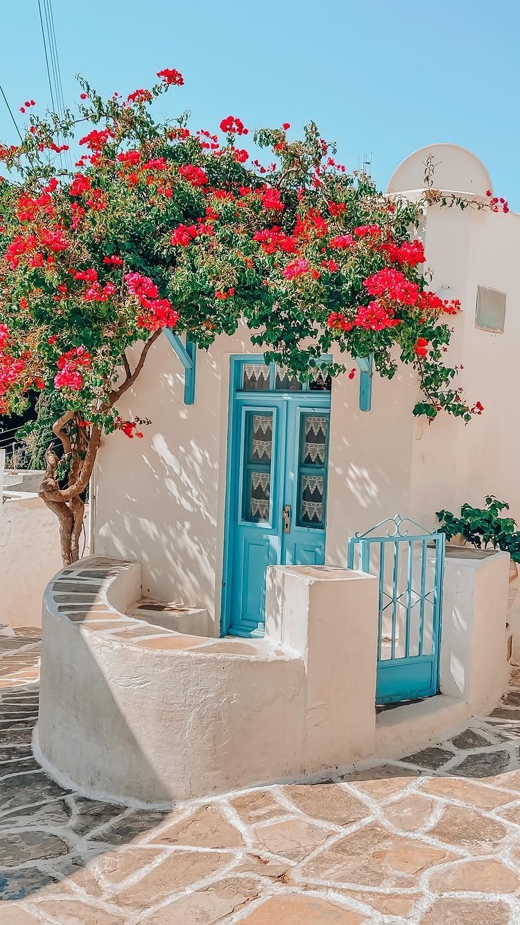 White stucco building with blue door and red bougainvillea flowers under blue sky