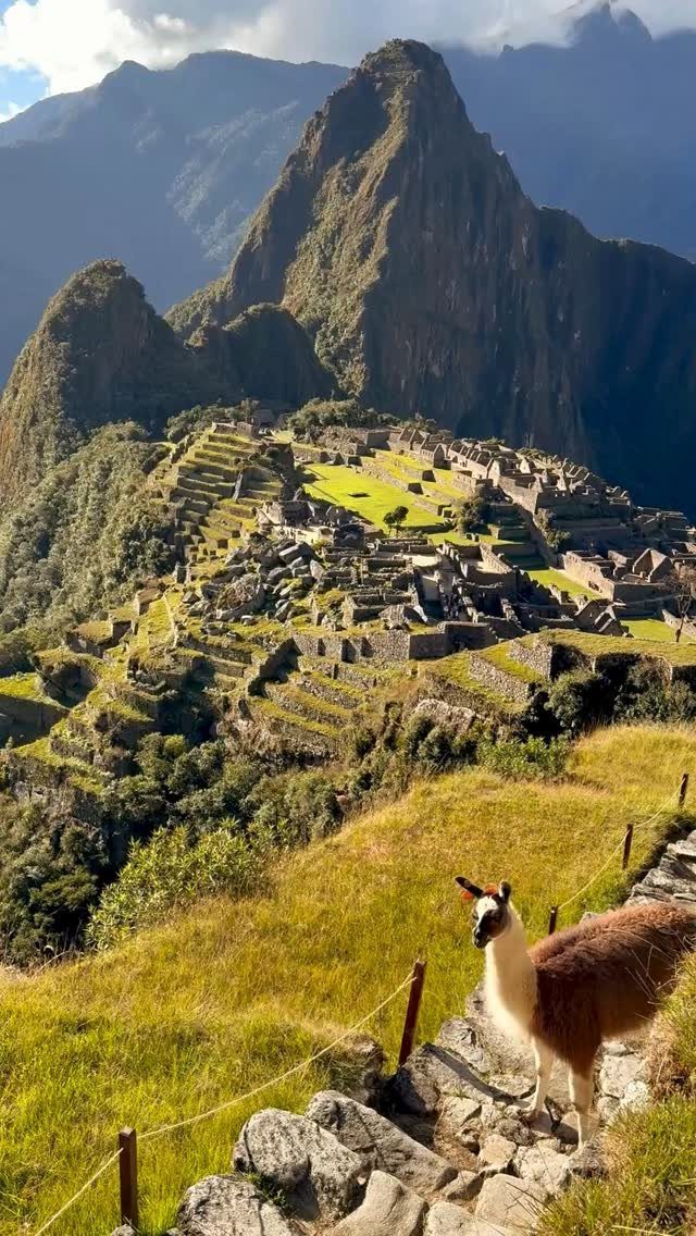 Llama overlooking the ancient stone ruins and green terraces of Machu Picchu mountains.