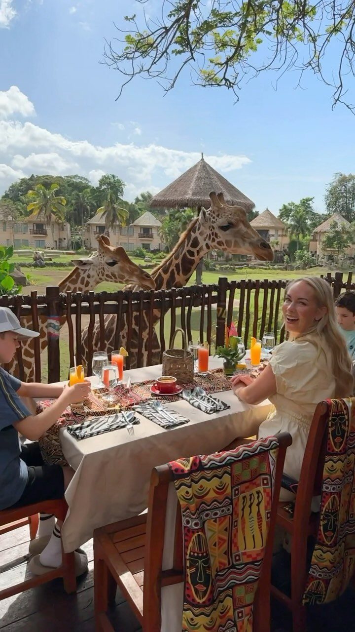 Two giraffes leaning over a fence toward people dining at an outdoor table.