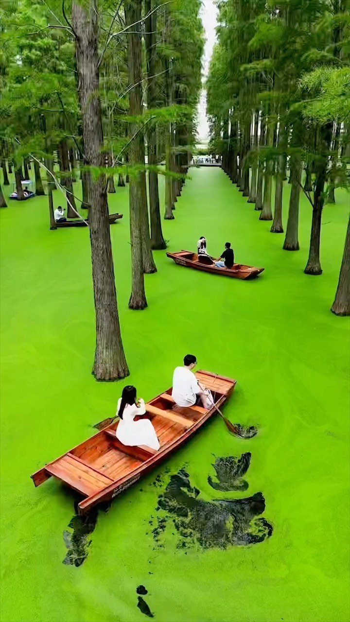 Two people in a wooden boat on a bright green waterway among tall trees