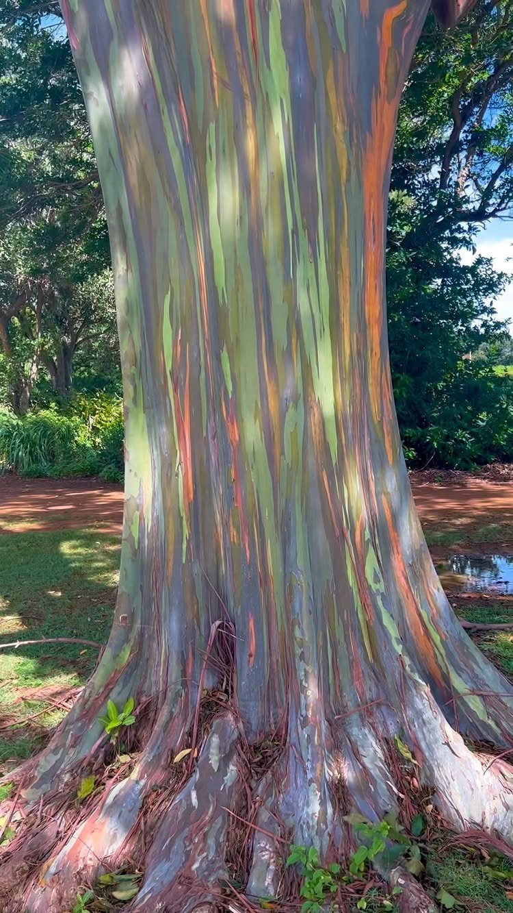 Rainbow eucalyptus tree trunk with colorful multi-hued bark in a sunny park setting.