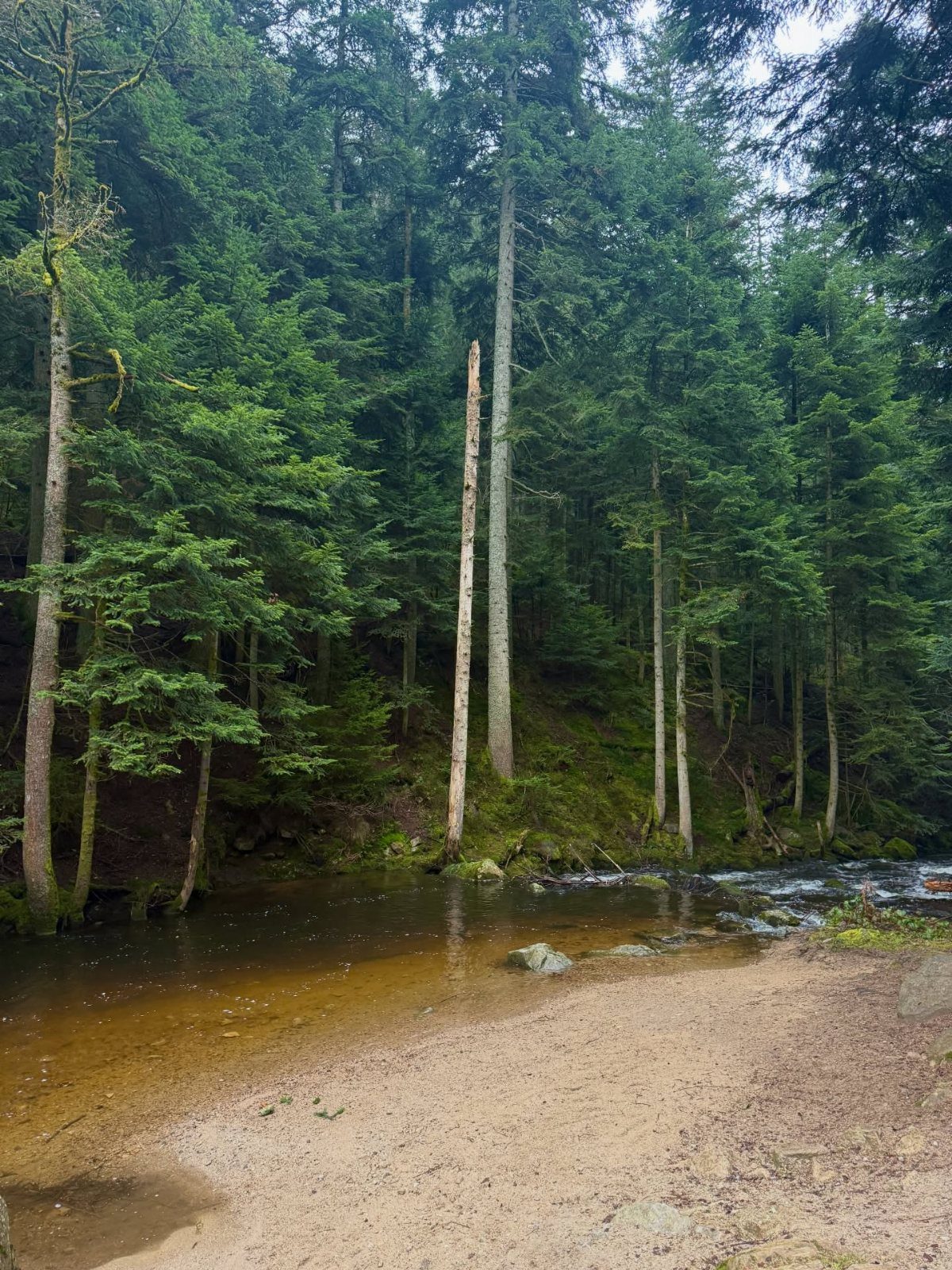Nature Places to Visit: 19 Parks, Gardens and Overlooks 13 Dense evergreen forest with a clear stream and sandy shoreline in nature.