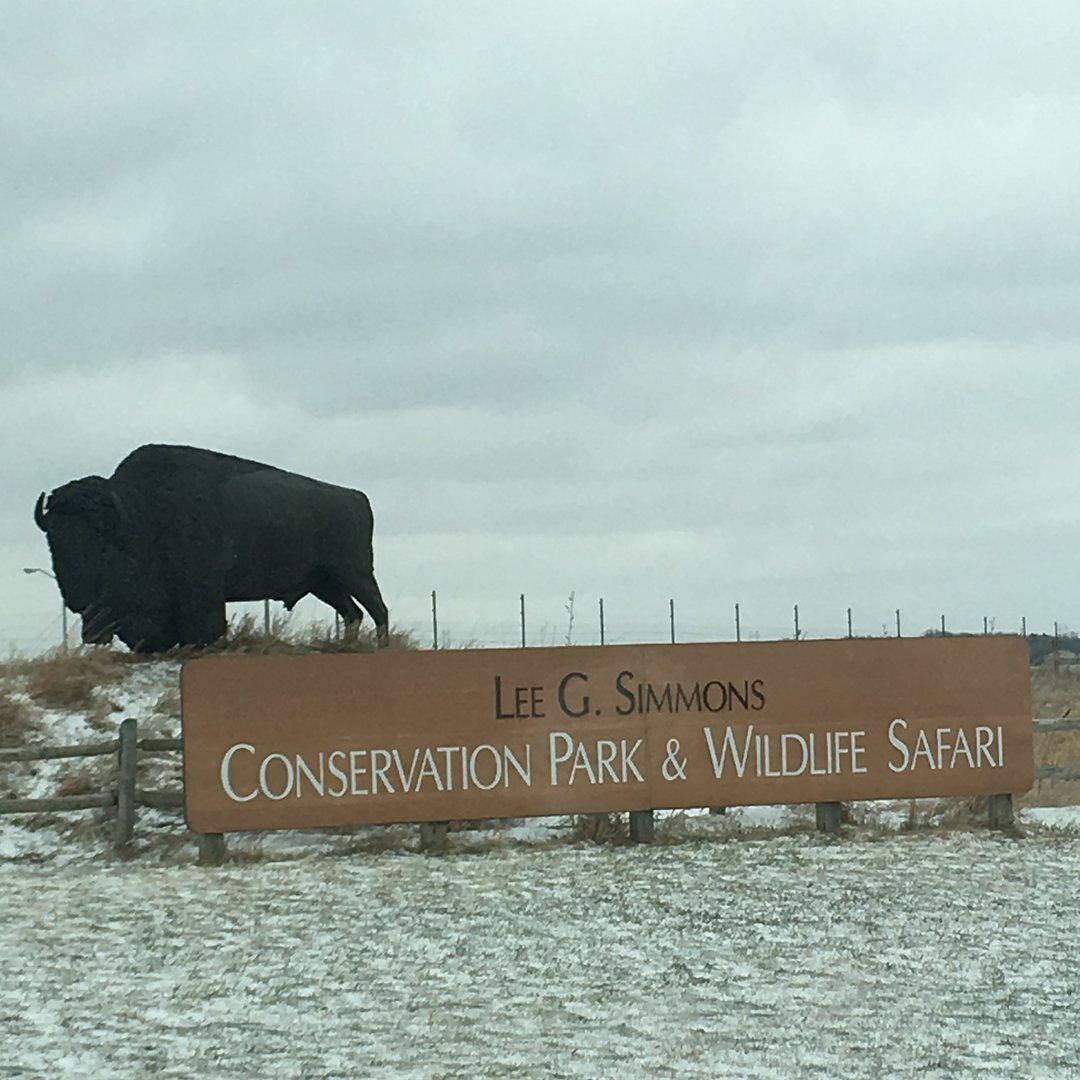 Nature Places to Visit: 19 Parks, Gardens and Overlooks 4 Bison standing behind a wooden sign for Lee G. Simmons Conservation Park