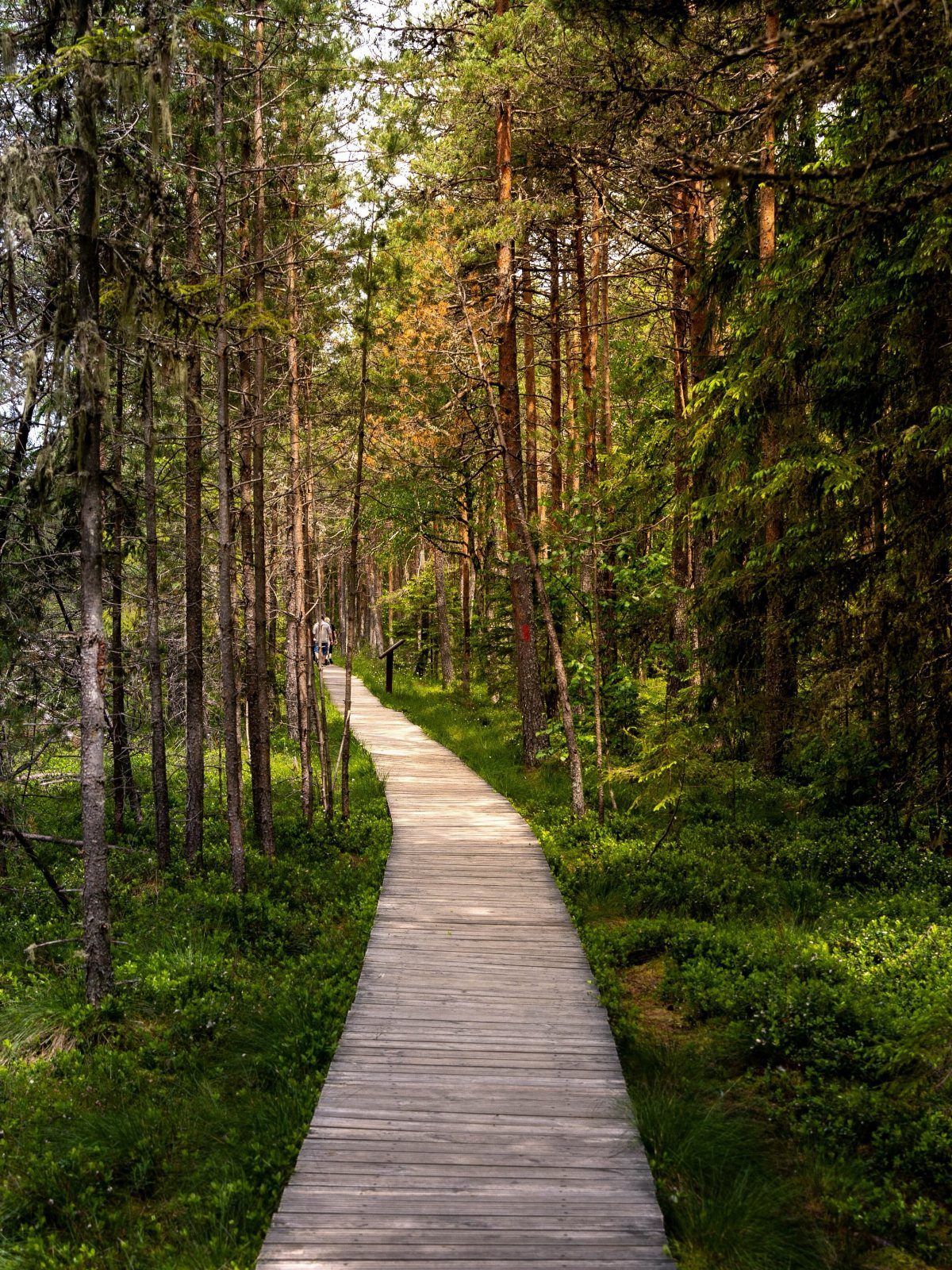 Nature Places to Visit: 19 Parks, Gardens and Overlooks 5 Wooden boardwalk path winding through a lush green pine forest with sunlight.