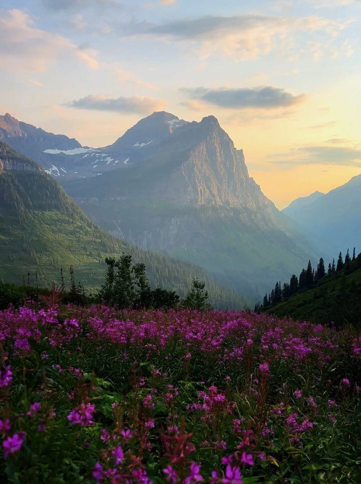 Nature Places to Visit: 19 Parks, Gardens and Overlooks 11 Purple wildflowers in a field with a large rugged mountain peak in background