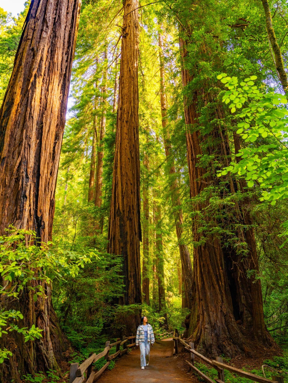 Nature Places to Visit: 19 Parks, Gardens and Overlooks 8 Person walking on a path among giant redwood trees in a lush forest.