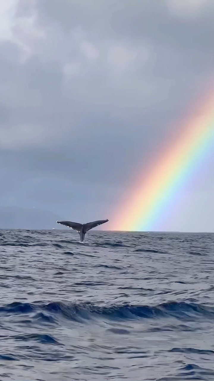 12 November Trip Ideas for Warm Beaches and Fall Color 1 Whale tail fluke splashing in the ocean with a rainbow in the background.