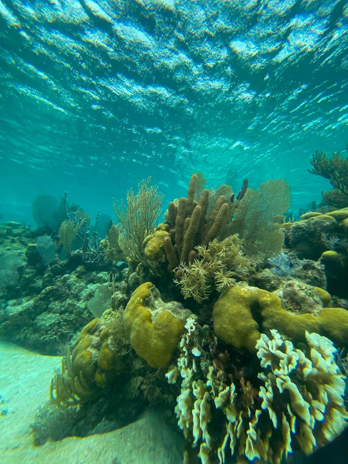 12 Places Like Bora Bora for Island Views and Lagoons 4 Coral reef with yellow and white formations under clear turquoise ocean water.