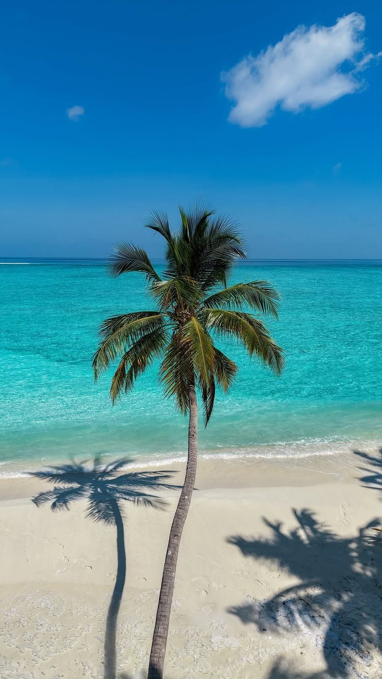 12 Places Like Bora Bora for Island Views and Lagoons 12 Palm tree on a white sand beach with turquoise ocean and blue sky
