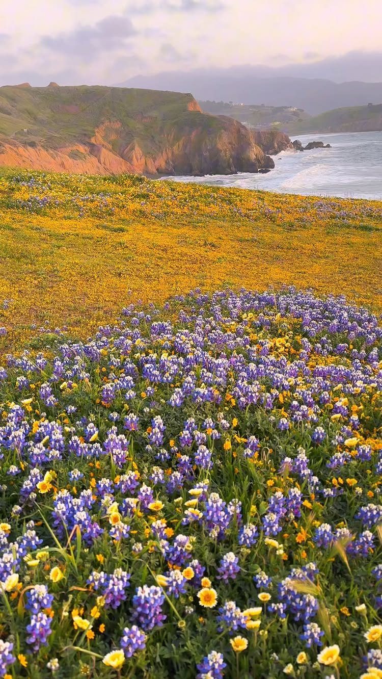 Purple and yellow wildflowers on a coastal cliff overlooking the ocean and mountains.