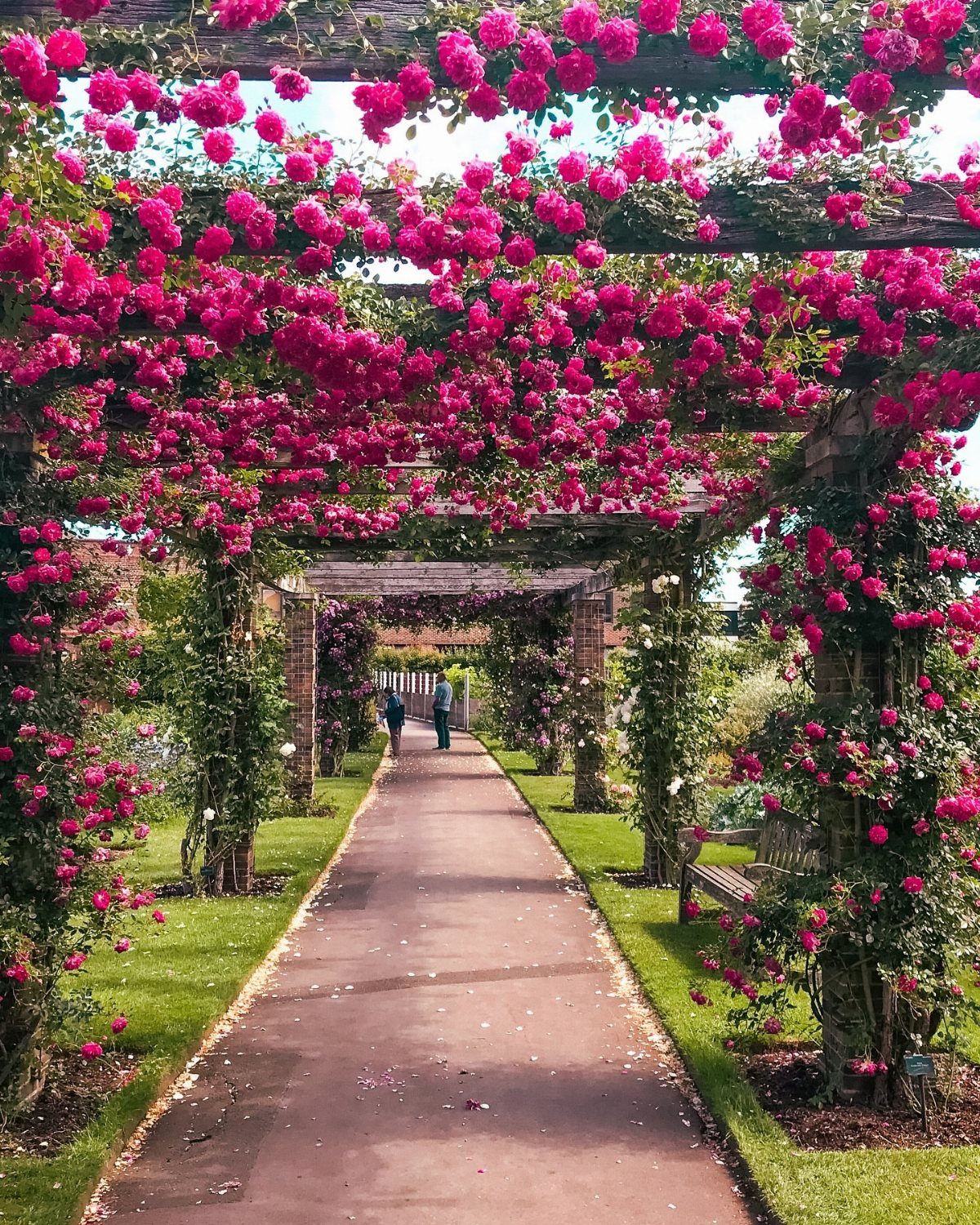 Paved garden path under a wooden pergola covered in blooming pink roses.