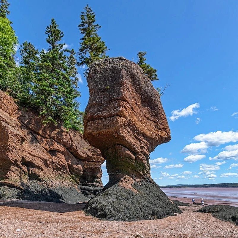 Large reddish-brown rock formation on a sandy beach with pine trees and blue sky