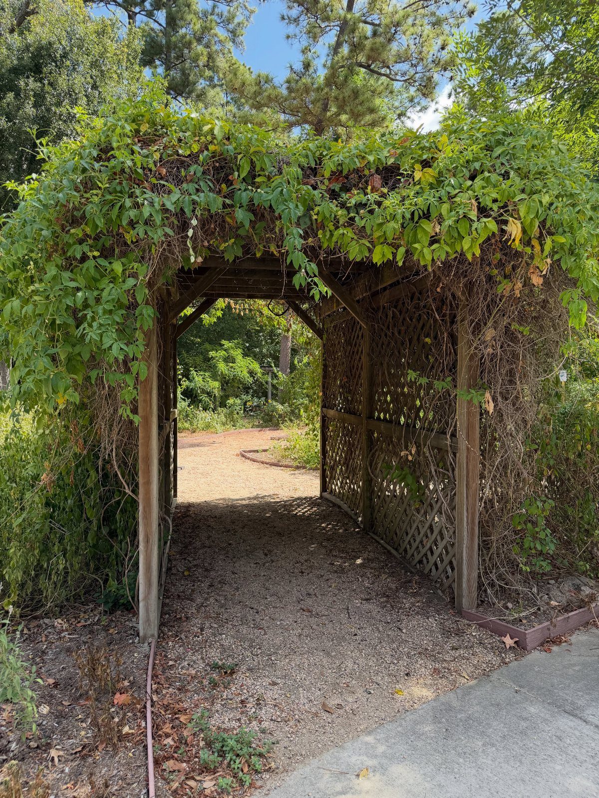 Wooden garden trellis covered in green vines over a gravel walking path