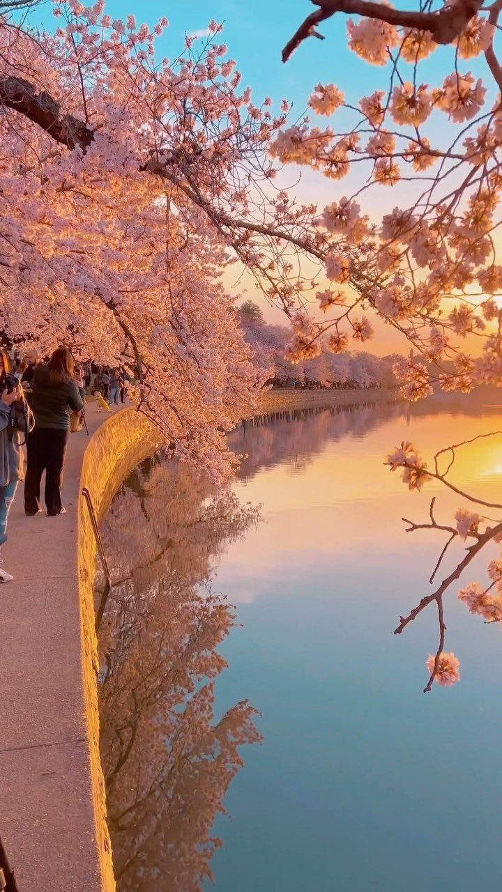 Pink cherry blossom trees lining a waterfront walkway reflecting in calm water at sunset.