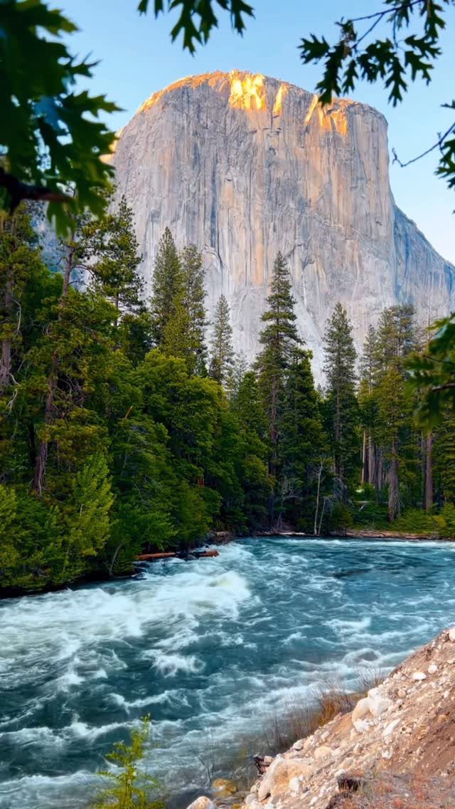 El Capitan granite cliff overlooking a rushing river and pine forest in Yosemite.
