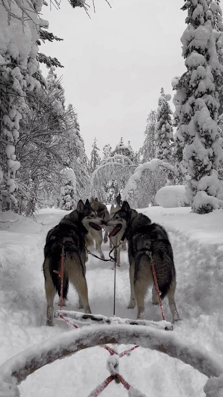 Places to Visit Around the World: 23 Ideas With Photos 23 Husky dogs harnessed to a sled in a snowy, winter forest landscape