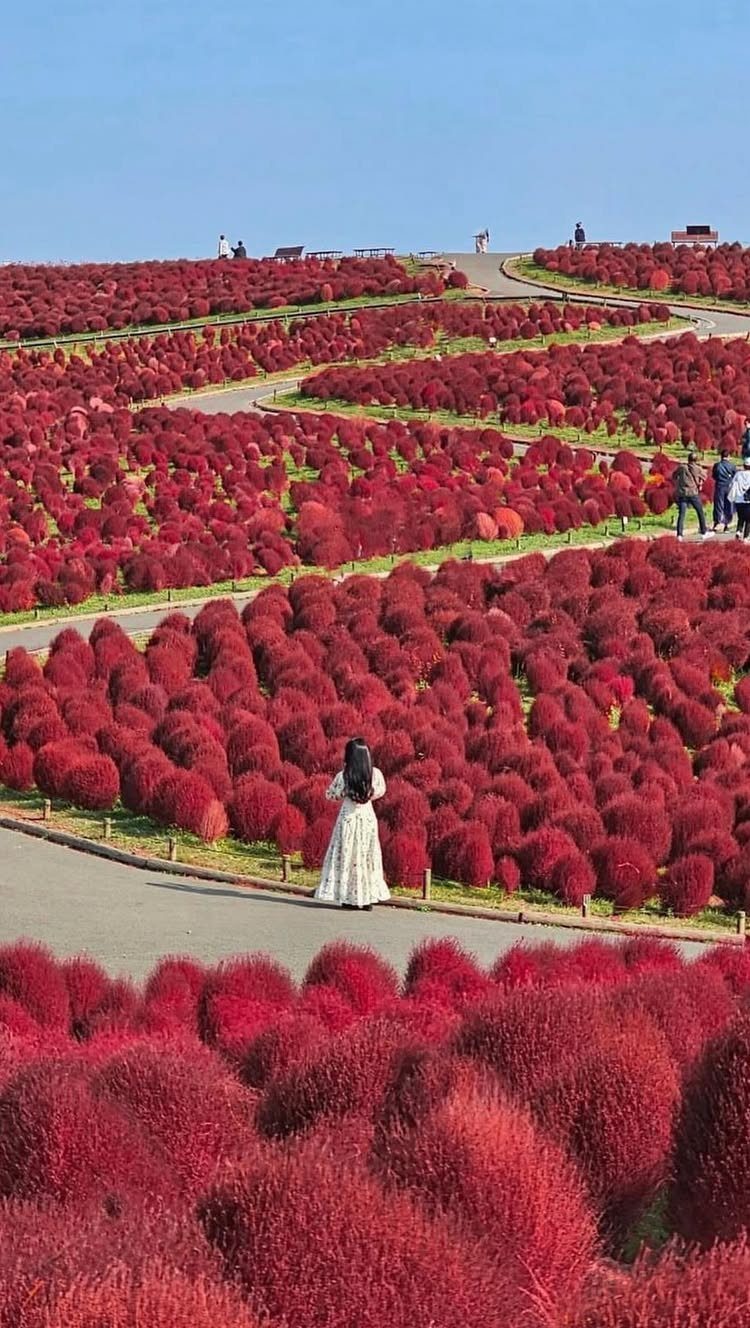 Places to Visit Around the World: 23 Ideas With Photos 18 Woman in white dress standing among rolling fields of red kochia bushes