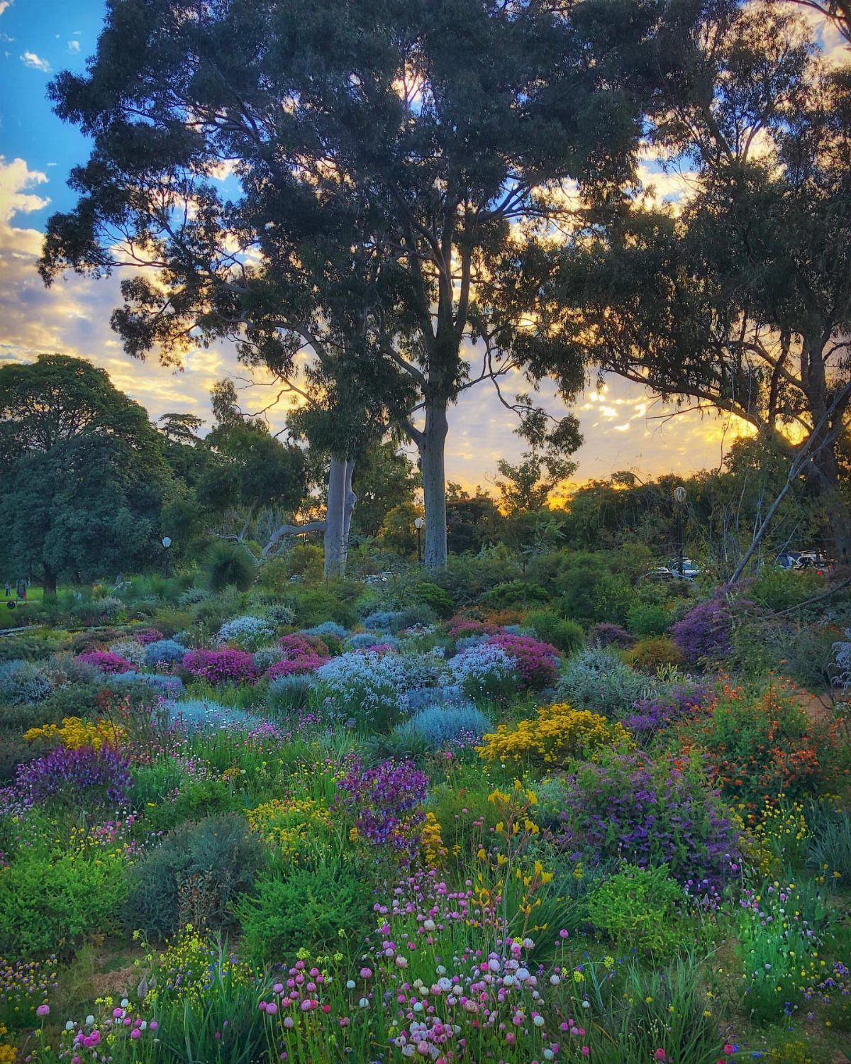14 Pretty Places in Australia, from Reefs to Wine Regions 14 Colorful wildflowers blooming in a garden under tall eucalyptus trees at sunset.