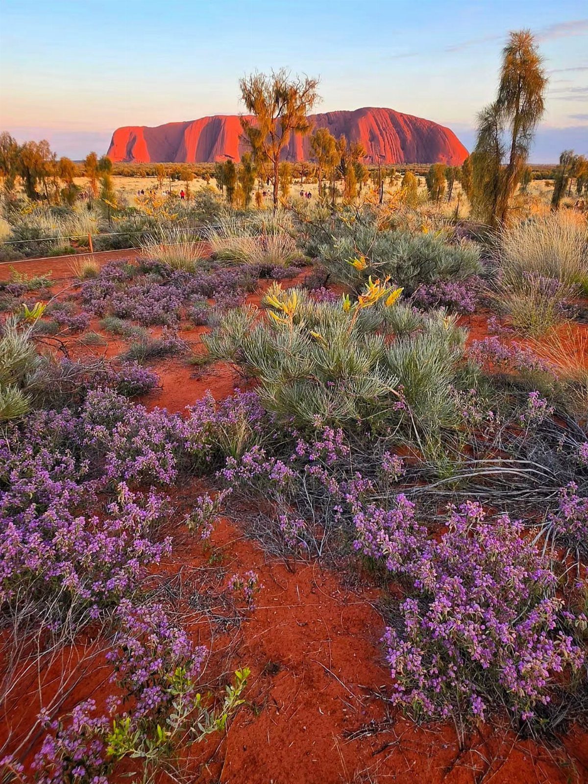 14 Pretty Places in Australia, from Reefs to Wine Regions 8 Large red sandstone monolith rising above a desert landscape with purple wildflowers.