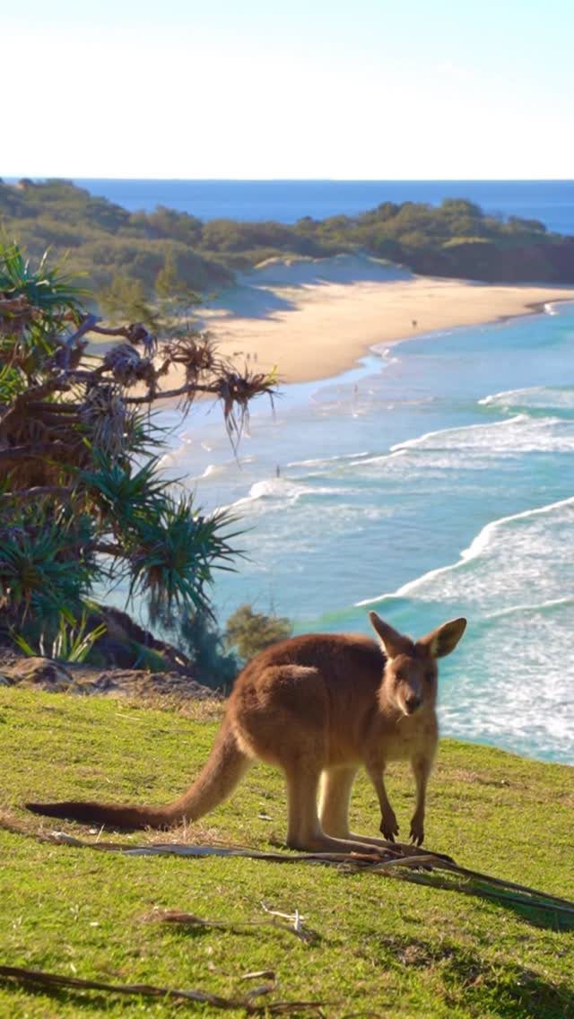 14 Pretty Places in Australia, from Reefs to Wine Regions 4 Kangaroo standing on a grassy cliff overlooking a white sandy beach and ocean.