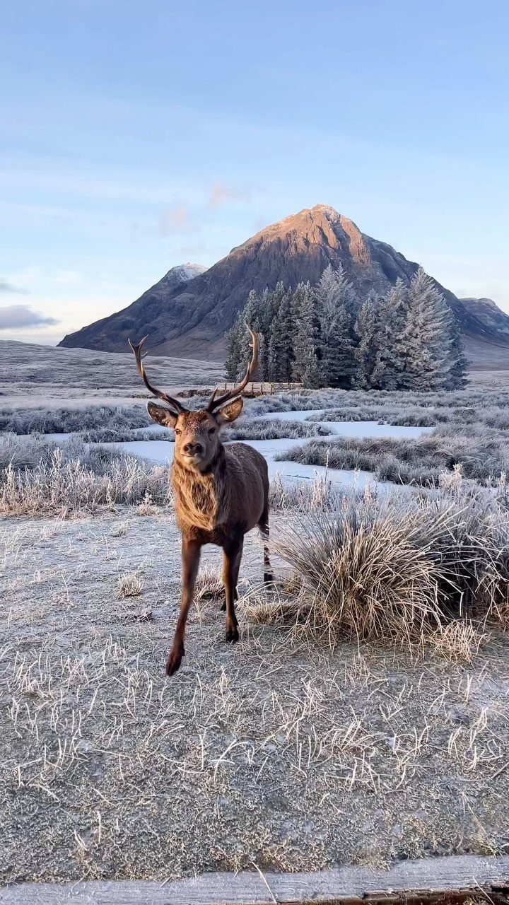 Brown stag with antlers standing in a frosty field before a dramatic mountain peak.