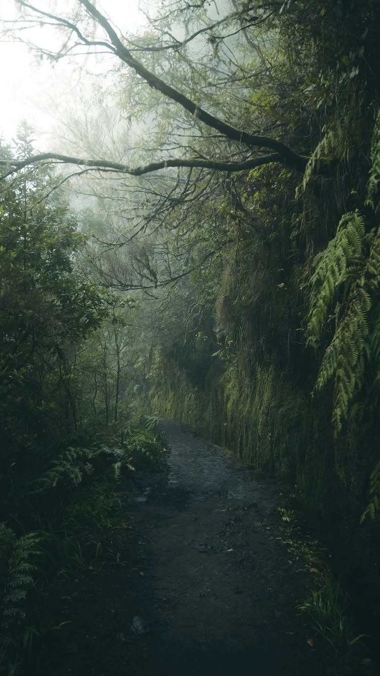 Narrow dirt path winding through a misty, lush green rainforest with ferns.
